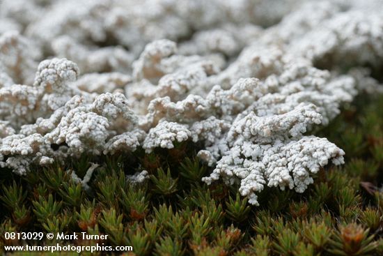 Tomentose Snow Lichen on moss