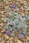 Dwarf Lupine on scree