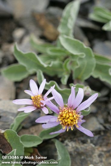 Arctic Asters blossoms & foliage