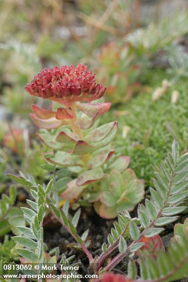Kingscrown Sedum (Rose Root) in fruit
