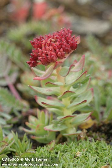 Kingscrown Sedum (Rose Root)  in fruit