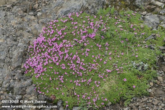 Moss Campion