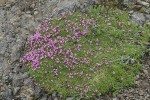 Moss Campion