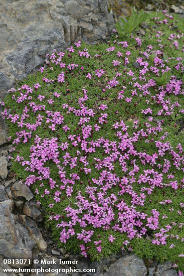 Moss Campion