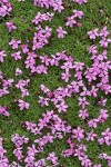 Moss Campion blossoms & foliage