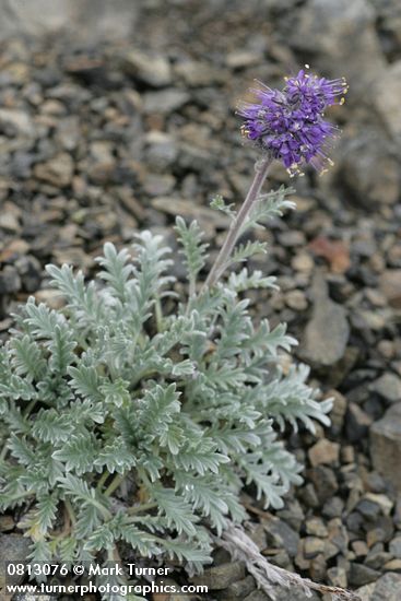 Silky Phacelia