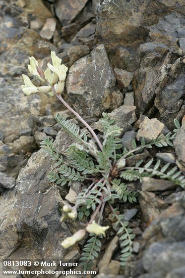 Common False Locoweed