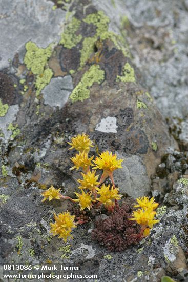 Lanceleaf Stonecrop on lichen-covered rock