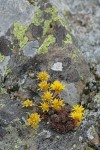 Lanceleaf Stonecrop on lichen-covered rock