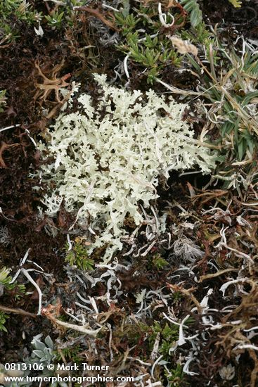 Flavocetraria nivalis Lichen
