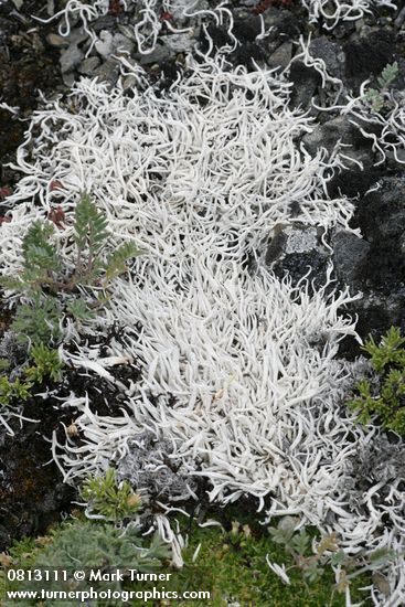 Whiteworm Lichen