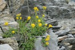 Alpine Goldenrod