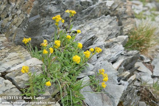 Alpine Goldenrod