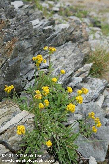 Alpine Goldenrod