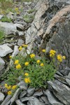 Alpine Goldenrod