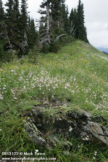 Parry's Catchfly among sedges on subalpine ridge