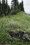 Parry's Catchfly among sedges on subalpine ridge