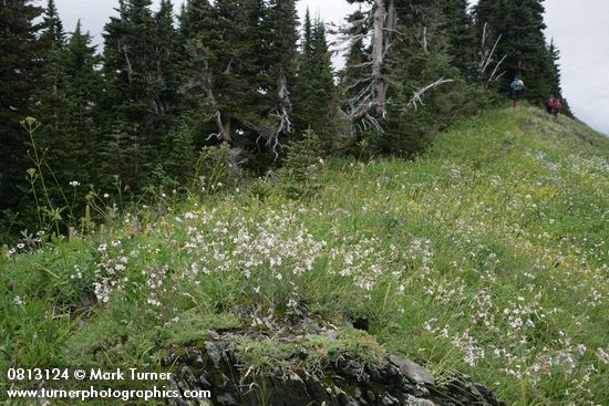 Parry's Catchfly among sedges on subalpine