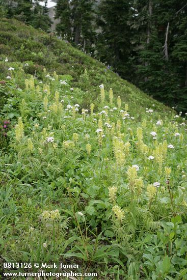 Bracted Lousewort & Sitka Valerian in subalpine meadow