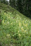Bracted Lousewort & Sitka Valerian in subalpine meadow