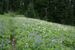Broadleaf Lupines, Sitka Valerian, American Bistort in subalpine meadow w/ conifers bkgnd