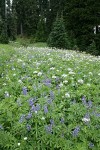 Broadleaf Lupines, Sitka Valerian, American Bistort in subalpine meadow w/ conifers bkgnd