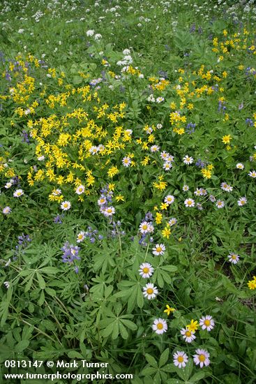 Wandering Daisies w/ Mountain Arnica