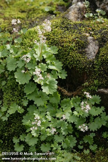 Nelson's Brook Saxifrage