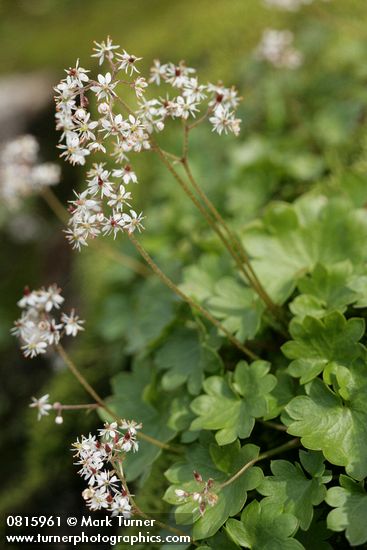 Nelson's Brook Saxifrage blossoms & foliage