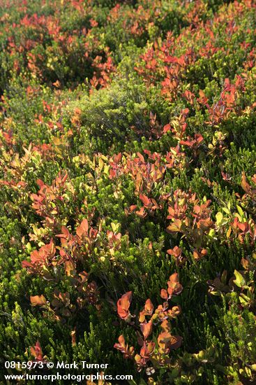 Cascades Blueberry foliage backlit among Heather