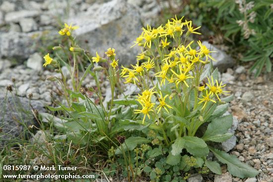 Elmer's Butterweed