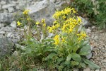 Elmer's Butterweed