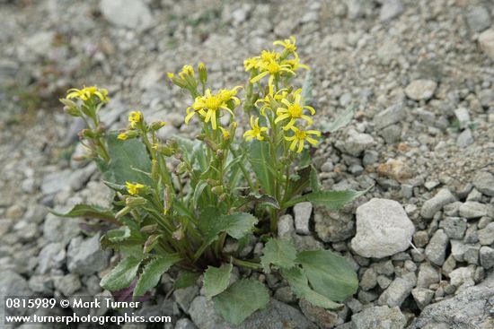 Elmer's Butterweed
