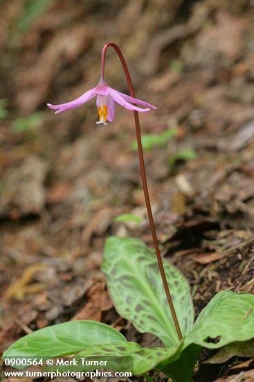 Pink Fawn Lily