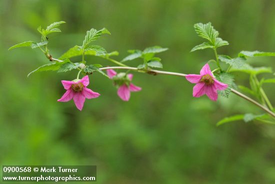 Salmonberry blossoms & foliage