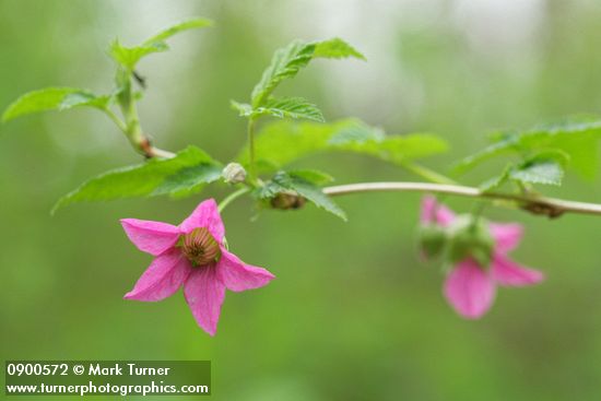 Salmonberry blossoms & foliage