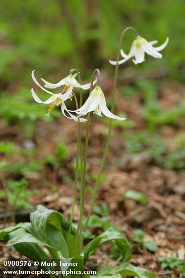 Oregon Fawn Lilies