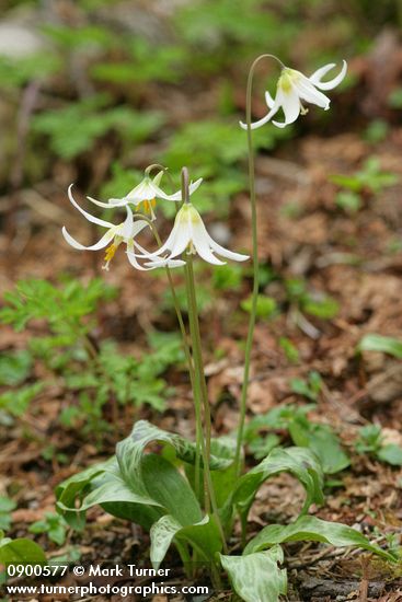 Oregon Fawn Lilies