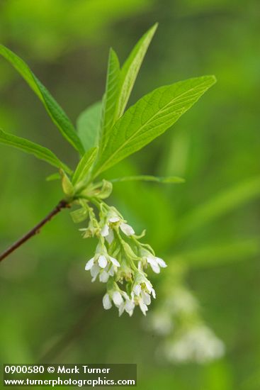 Indian Plum blossoms & foliage