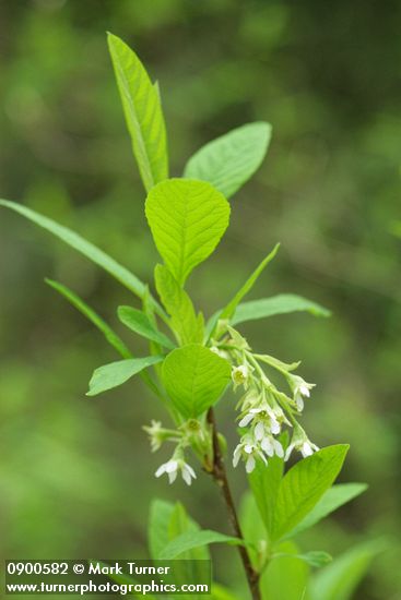 Indian Plum blossoms & foliage