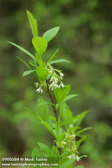Indian Plum blossoms & foliage