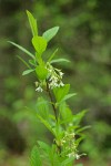 Indian Plum blossoms & foliage