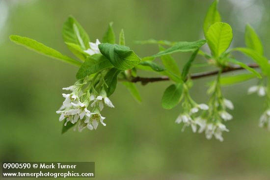 Indian Plum blossoms & foliage