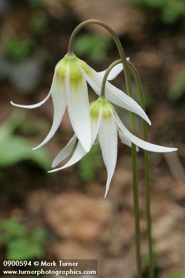 Oregon Fawn Lily blossoms