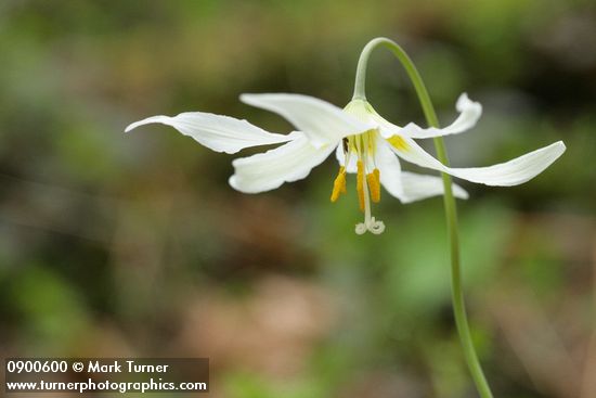 Oregon Fawn Lily blossom detail