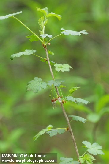 Coast Black Gooseberry