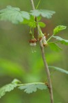 Coast Black Gooseberry blossom & foliage