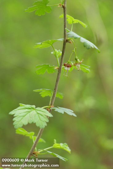 Coast Black Gooseberry blossoms & foliage