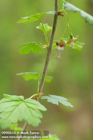 Coast Black Gooseberry blossoms & foliage