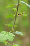 Coast Black Gooseberry blossoms & foliage